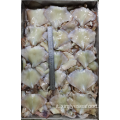 Squid frozen avanzi ala nototodarus sloanii 400-600g